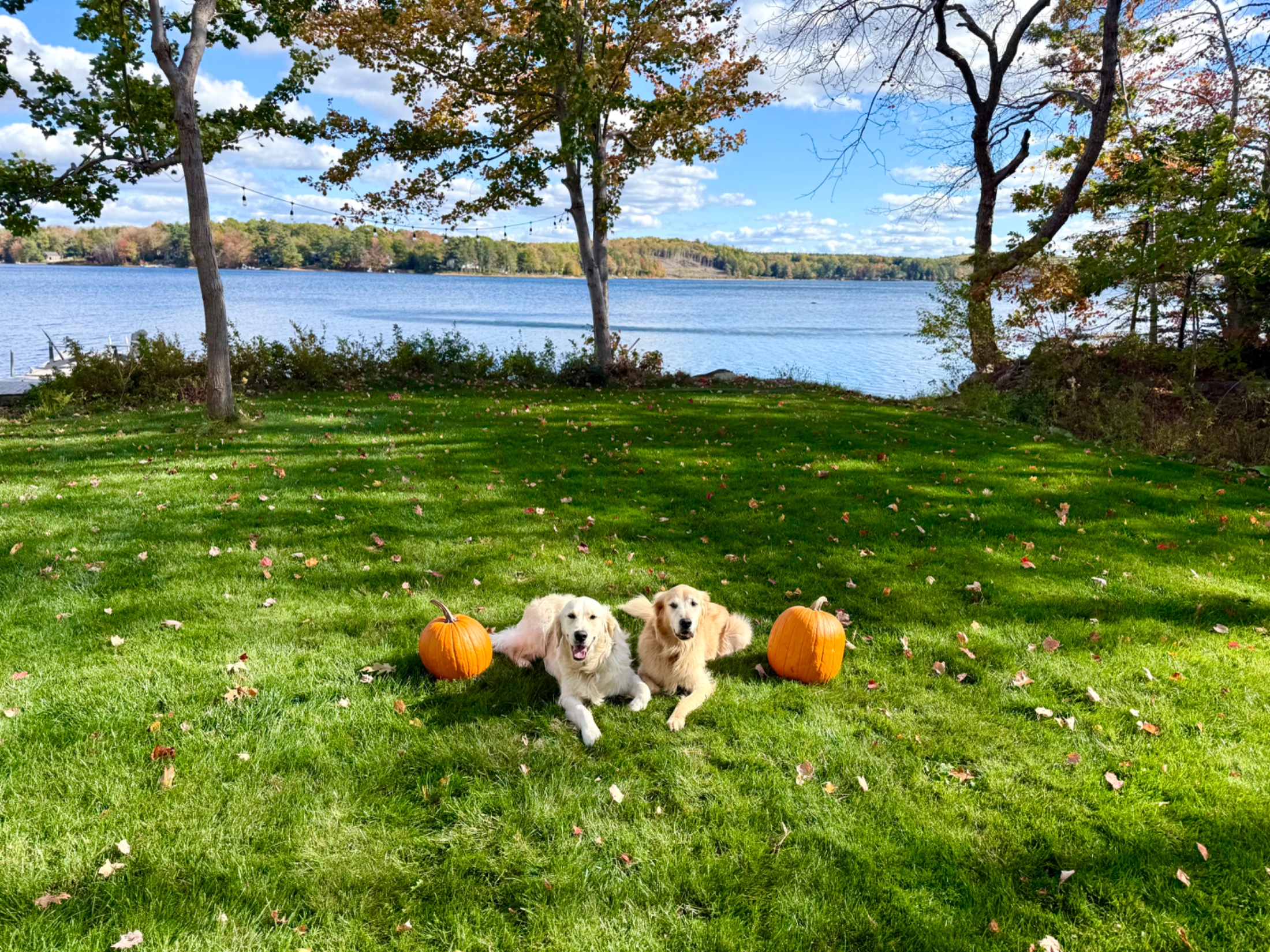 Grateful for Your Support This Season 🦃